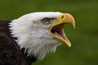 Portrait of a screaming bald eagle