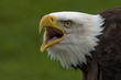 Portrait of a screaming bald eagle