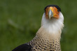 Portrait of a Crested Caracara