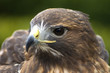 Portrait of a hawk