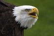 Portrait of a bald eagel