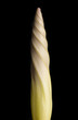 Closed Flower