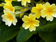 Primroses