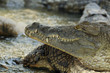 reptile aquatique