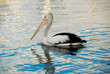 Pelican