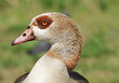 goose