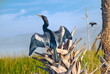 Anhingas Drying Wings