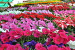 colorful flowers ready for sale colorful flowers ready for sale