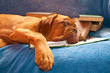 Quadro Sleeping Dog