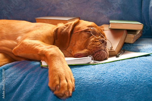Sleeping Dog Sleeping Dog