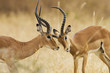 Impala Fight