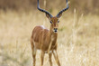 African Impala