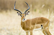 Impala