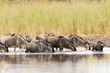 Wildebeest Herd