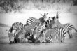 Wild Zebra Herd