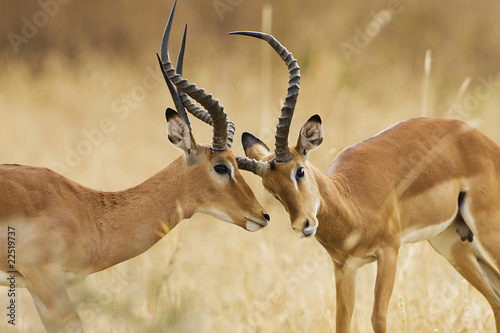 Photo: Impala Fight Impala Fight