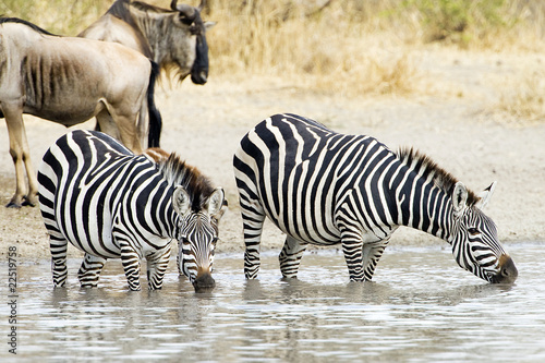 Photo: Zebras at watering hole Zebras at watering hole