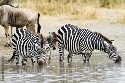 Photo: Zebra drinking water Zebra drinking water