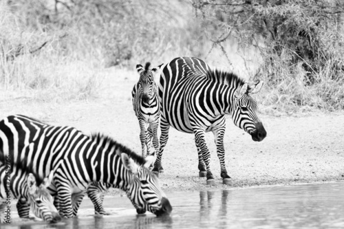 Photo: Zebra Herd Zebra Herd