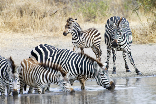 Photo: Zebra Watering Hole Zebra Watering Hole