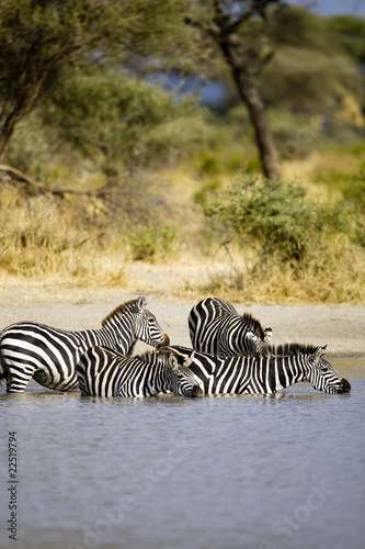 Photo: Zebras at watering hole Zebras at watering hole