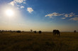 Elephant Migration