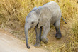 Baby Elephant