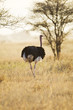 Wild African Ostrich