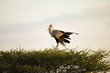 Secretary Bird