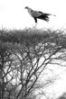 Secretary Bird