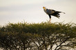 Secretary Bird