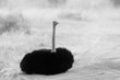 Ostrich