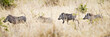 running warthog