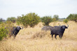 African Cape Buffalo