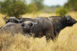 Cape Buffalo
