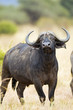 Cape Buffalo