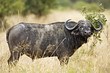 Cape Buffalo in Africa