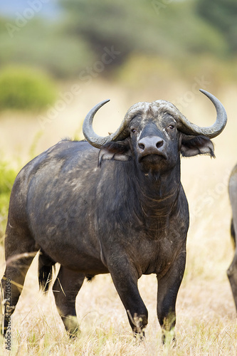 Photo: Cape Buffalo Cape Buffalo