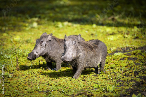 Photo: Wild Warthogs Wild Warthogs