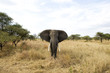 Foto: Wild African Elephant Wild African Elephant