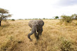 Wild African Elephant