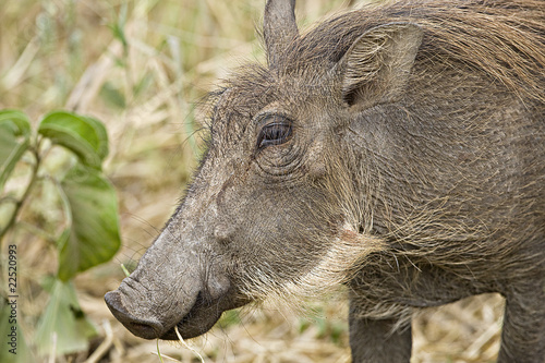 Photo: Warthog Warthog
