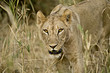 Hunting Lion