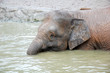 an elephant at the pond or lake an elephant at the pond or lake