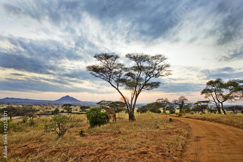 Foto: Giraffe Giraffe