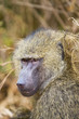 baboon