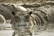 Hippo