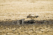 Vulture