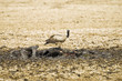 vulture