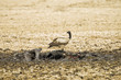 Wild African Vulture